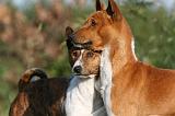 BASENJI 029